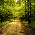 nature-1687613_960_720